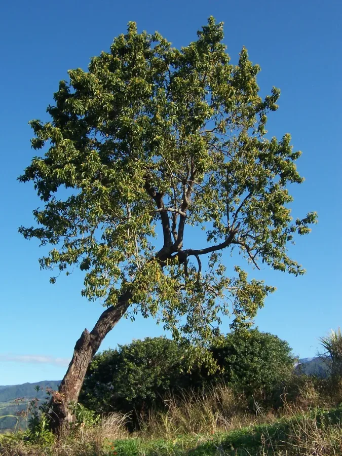 Ficha botánica de Palto o Aguacate (Persea americana)