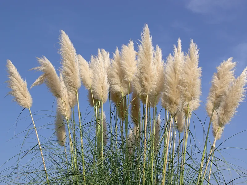 Ficha botánica de Hierba de las pampas (Cortaderia selloana)
