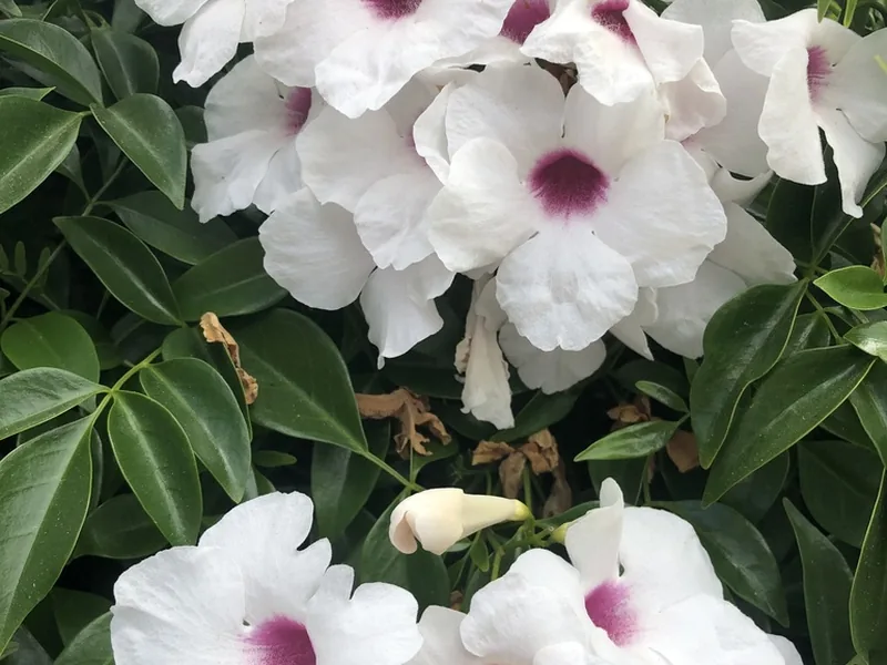 Cultivo y cuidados botánicos de Bignonia blanca o Jazmín de Australia