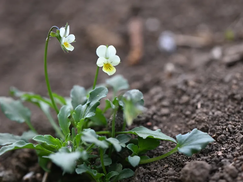 Cultivo y cuidados botánicos de Pansy