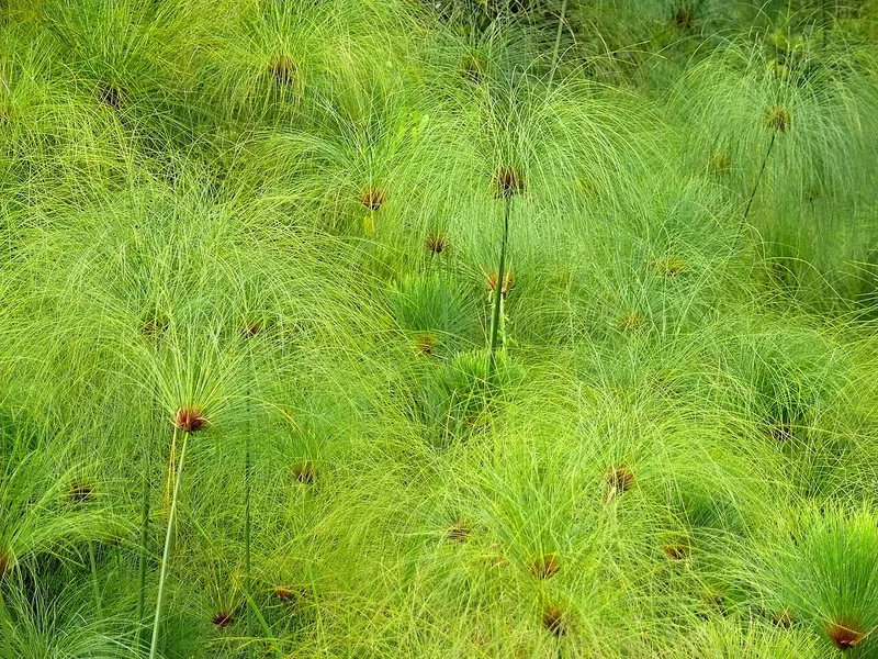 Cultivo y cuidados botánicos de Papiro Enano