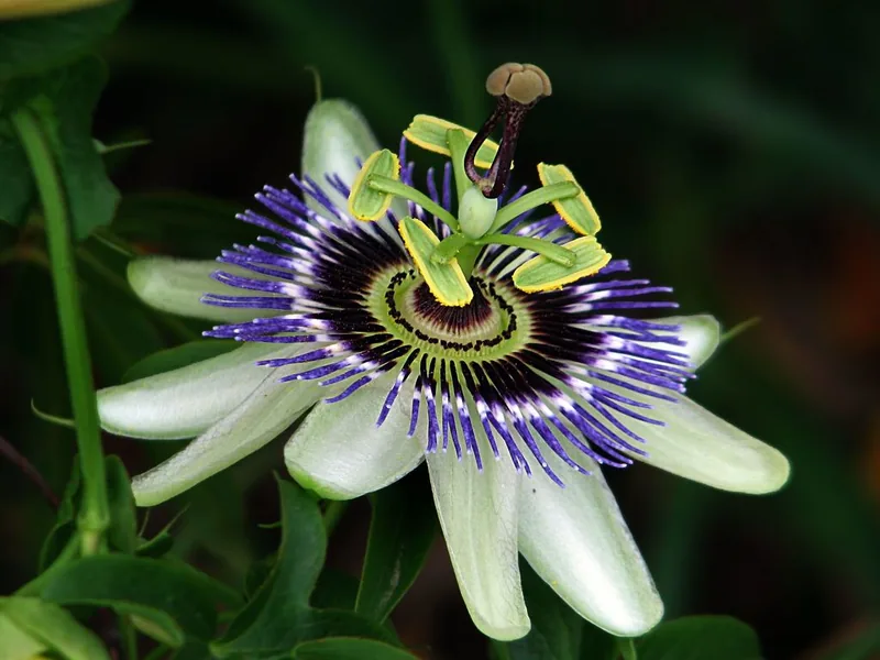Cultivo y cuidados botánicos de Pasionaria azul