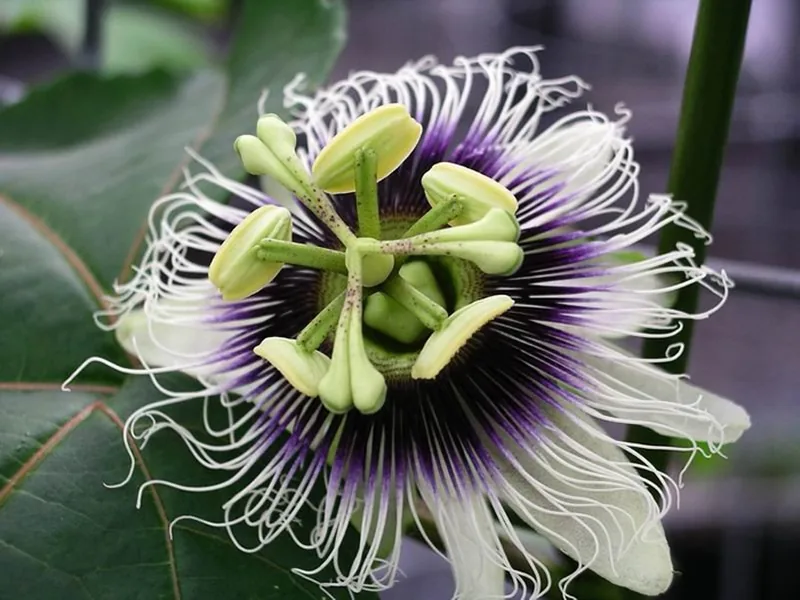 Cultivo y cuidados botánicos de Maracuyá o Fruto de la Pasión