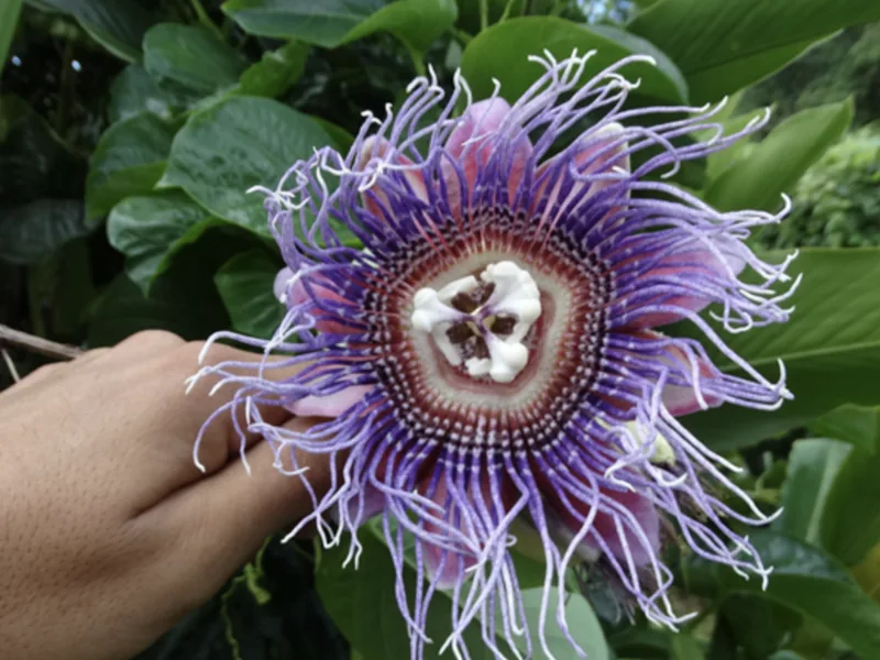 Ficha botánica de Granadilla real o Pasionaria gigante (Passiflora quadrangularis)