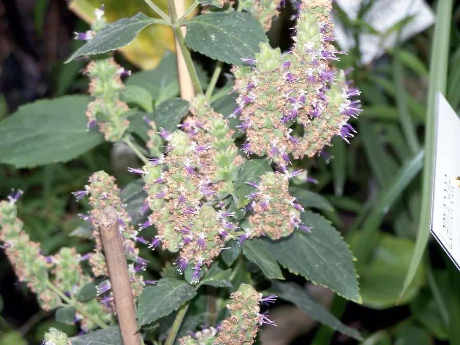 Cultivo y cuidados botánicos de Pachulí