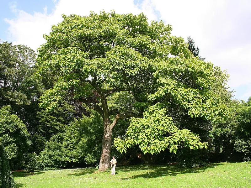 Cultivo y cuidados botánicos de Paulownia