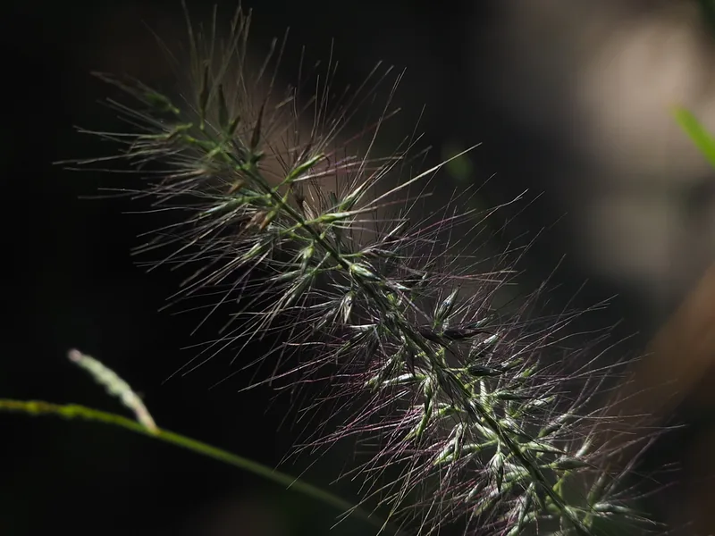 Ficha botánica de Pennisetum o Hierba de las fuentes (Pennisetum alopecuroides)