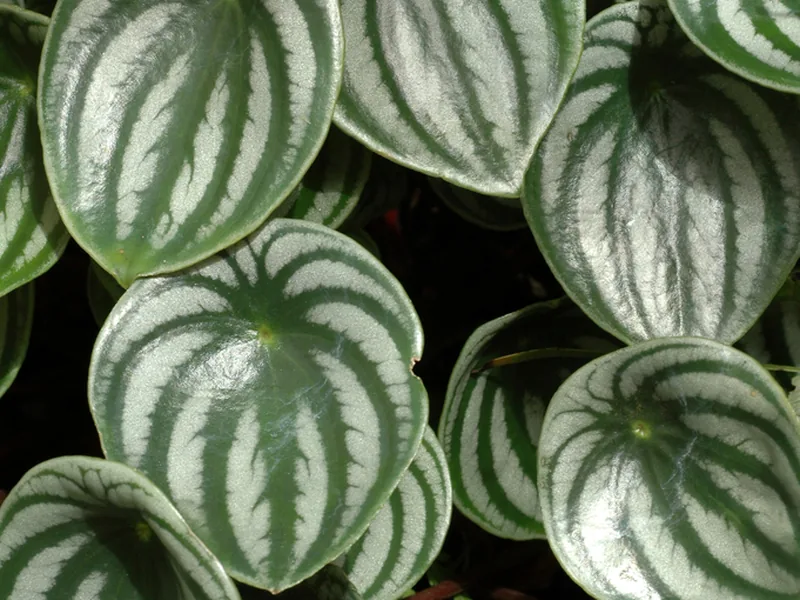 Cultivo y cuidados botánicos de Peperomia sandía