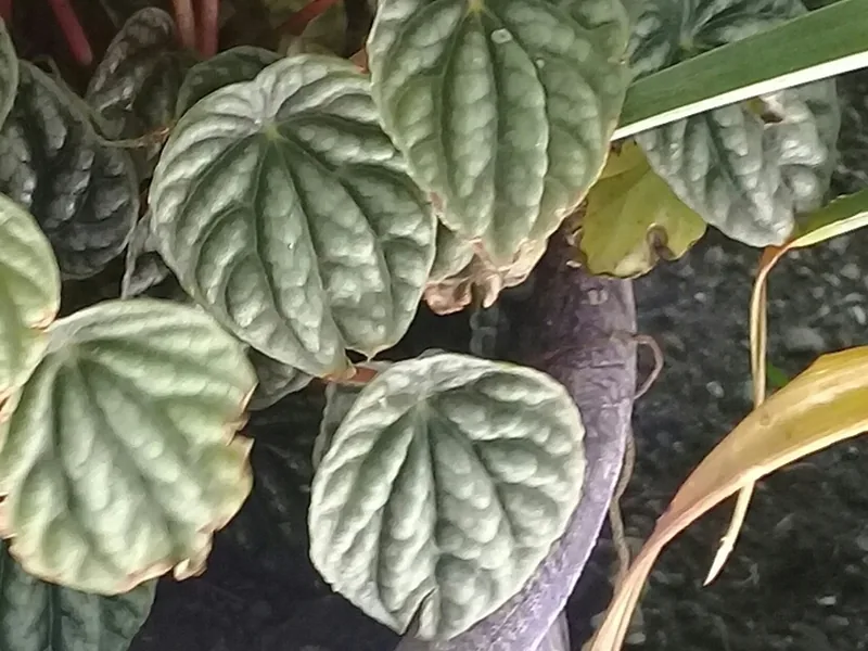 Cultivo y cuidados botánicos de Peperomia arrugada