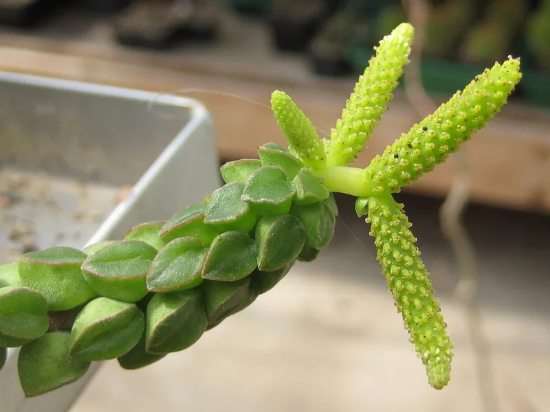 Cultivo y cuidados botánicos de Peperomia columella