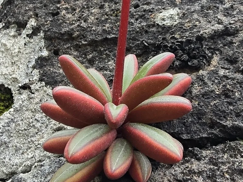 Cultivo y cuidados botánicos de Peperomia Rubí