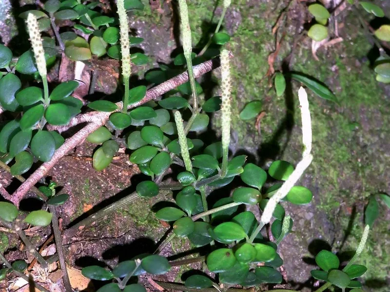 Cultivo y cuidados botánicos de Peperomia Hope