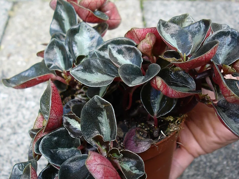 Cultivo y cuidados botánicos de Peperomia metálica
