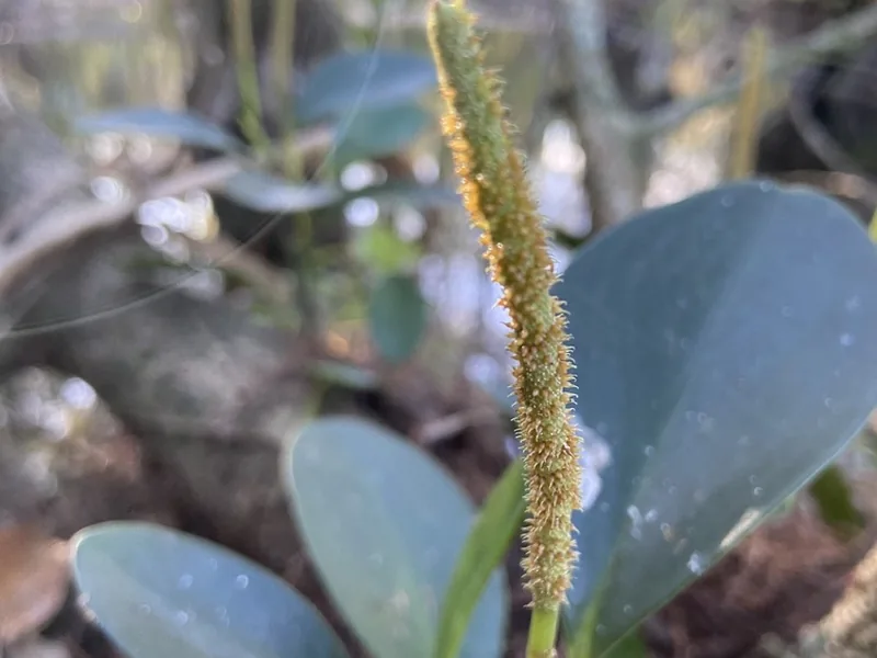 Cultivo y cuidados botánicos de Peperomia hoja de cuchara