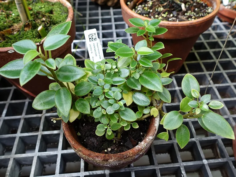 Cultivo y cuidados botánicos de Peperomia lágrimas
