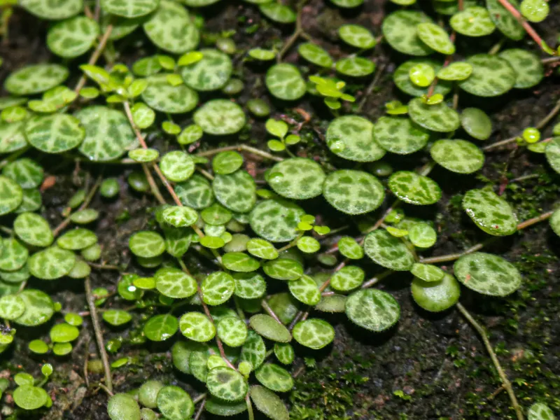 Cultivo y cuidados botánicos de Cadena de tortugas