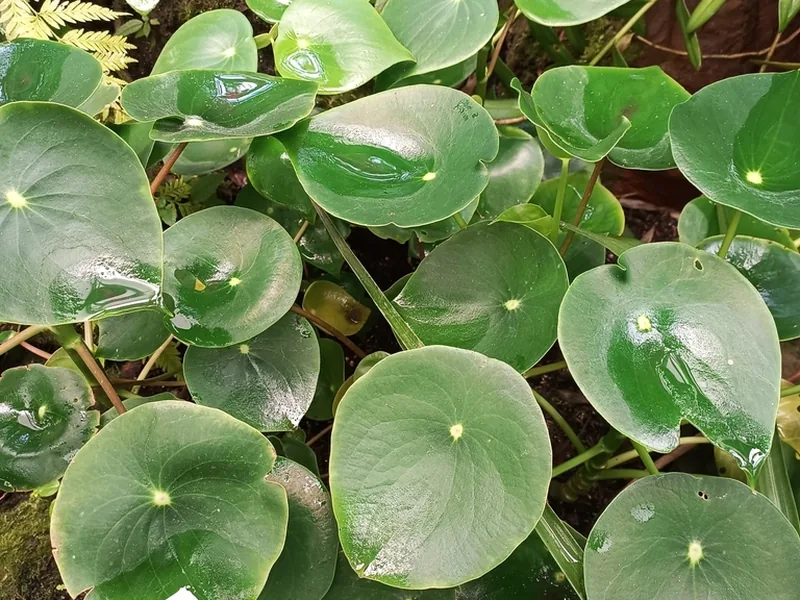 Cultivo y cuidados botánicos de Peperomia Rana Verde