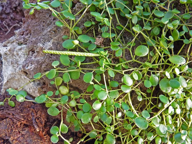 Cultivo y cuidados botánicos de Peperomia de hoja redonda