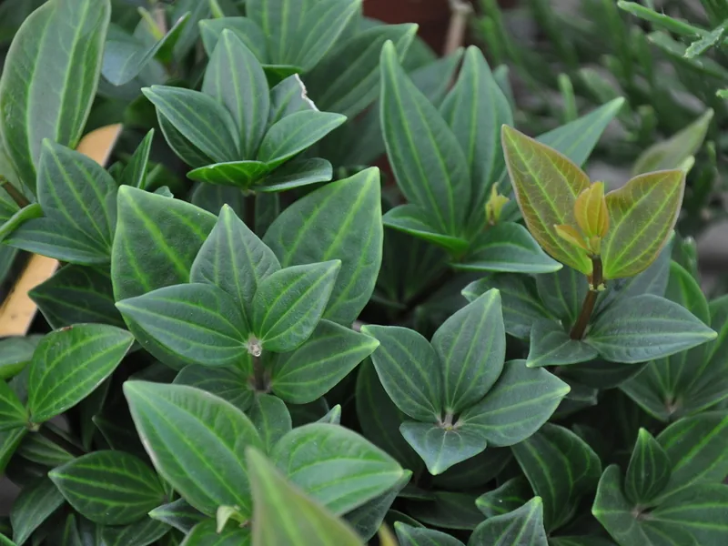 Cultivo y cuidados botánicos de Peperomia Tetrágona