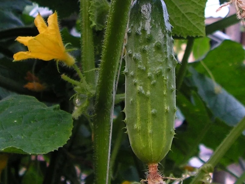 Cultivo y cuidados botánicos de Pepino