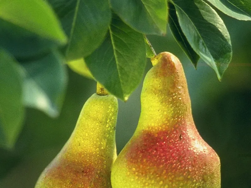 Ficha botánica de Peral (Pyrus communis)