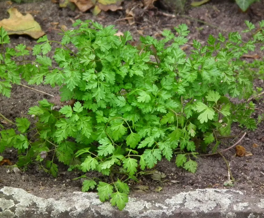 Cultivo y cuidados botánicos de Perejil Frances