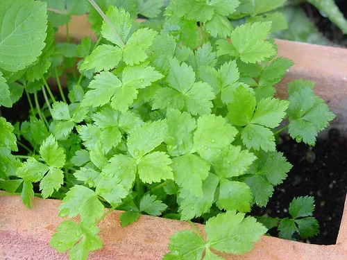 Cultivo y cuidados botánicos de Perejil Japones Mitsuba
