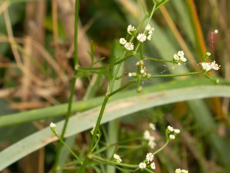 Cultivo y cuidados botánicos de Perejil Liso