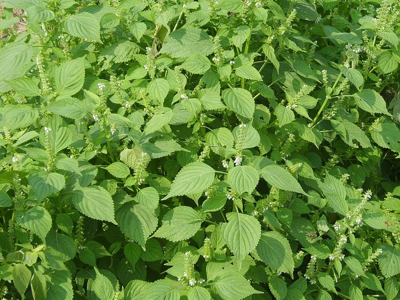 Cultivo y cuidados botánicos de Perilla