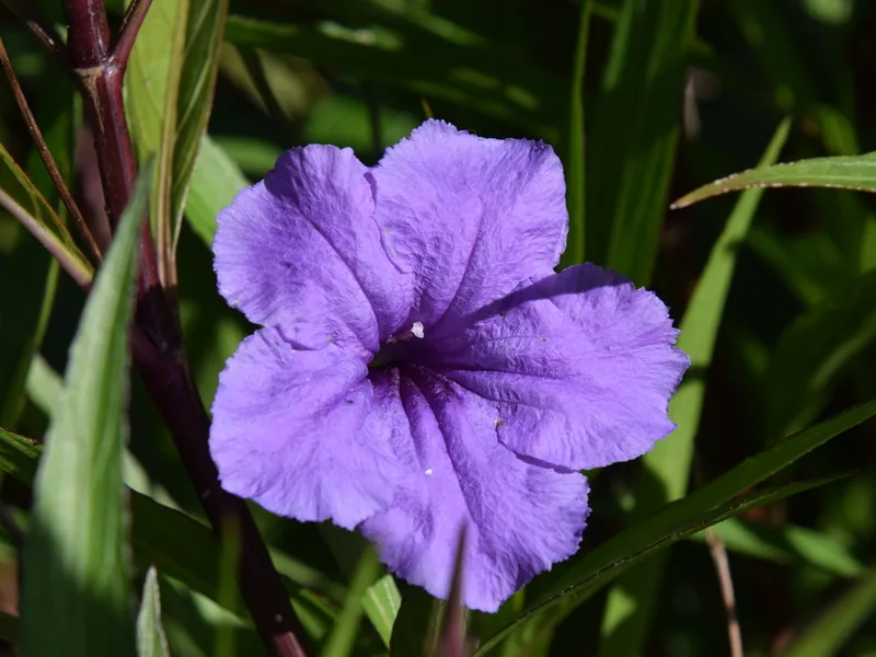 Ficha botánica de Petunia (Petunia x hybrida)