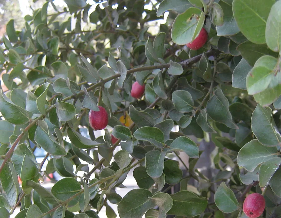 Ficha botánica de Peumo (Cryptocarya alba)