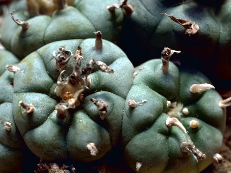 Cultivo y cuidados botánicos de Peyote