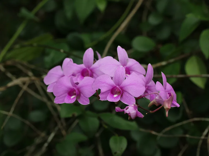Cultivo y cuidados botánicos de Orquídea Mariposa