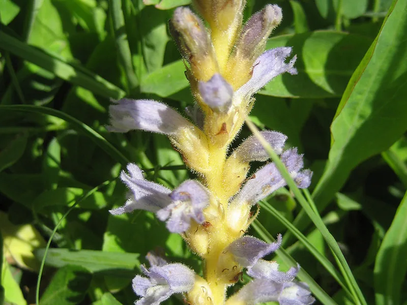 Ficha botánica de Jopo egipcio (Phelipanche aegyptiaca)