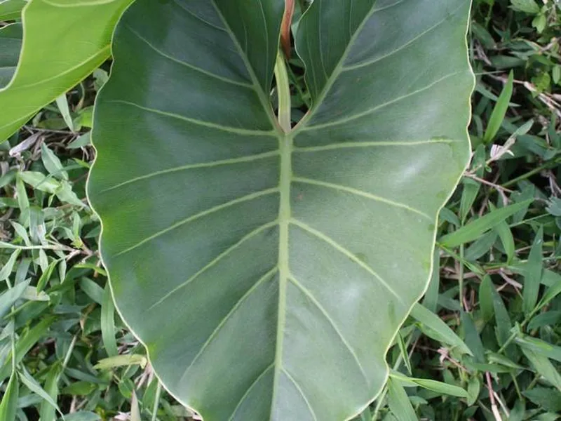 Cultivo y cuidados botánicos de Filodendro Brasil