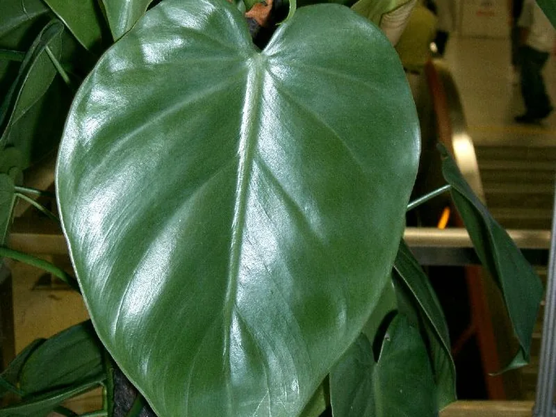 Cultivo y cuidados botánicos de Filodendro hoja de corazón