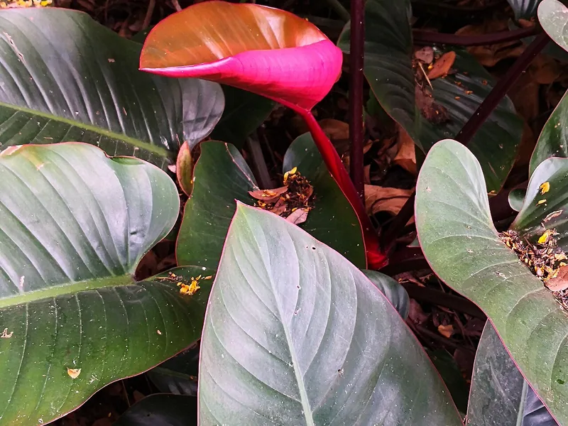 Cultivo y cuidados botánicos de Filodendro Princesa Rosa