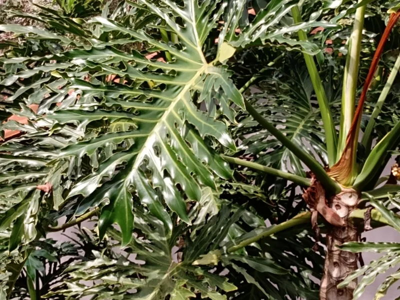 Cultivo y cuidados botánicos de Filodendro Selloum