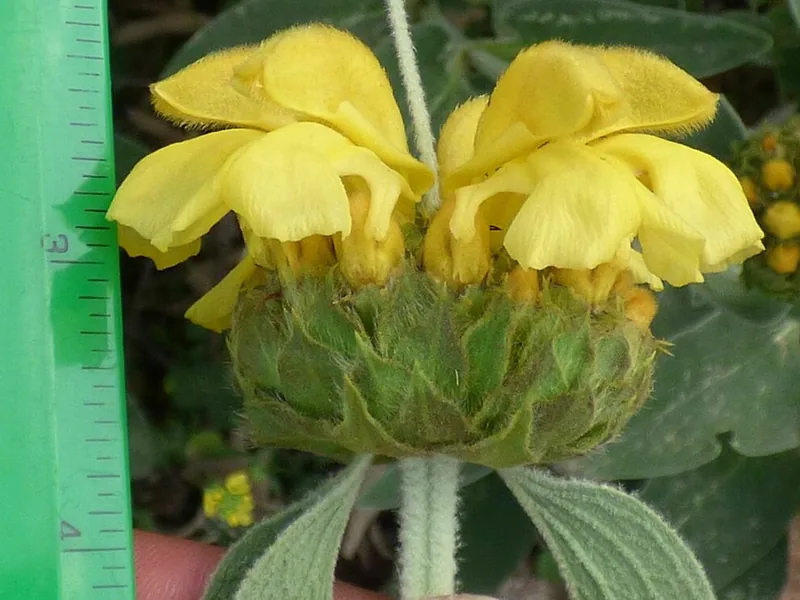Cultivo y cuidados botánicos de Salvia de Jerusalén