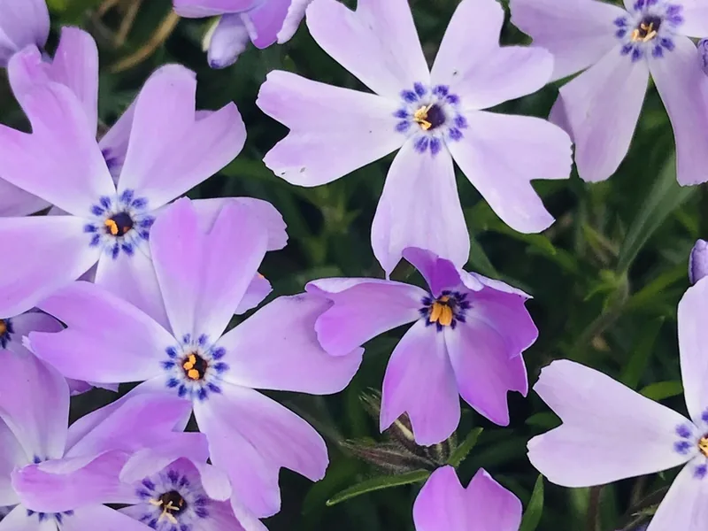 Cultivo y cuidados botánicos de Flox musgosa