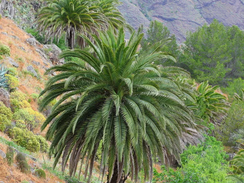 Ficha botánica de Palmera canaria (Phoenix canariensis)
