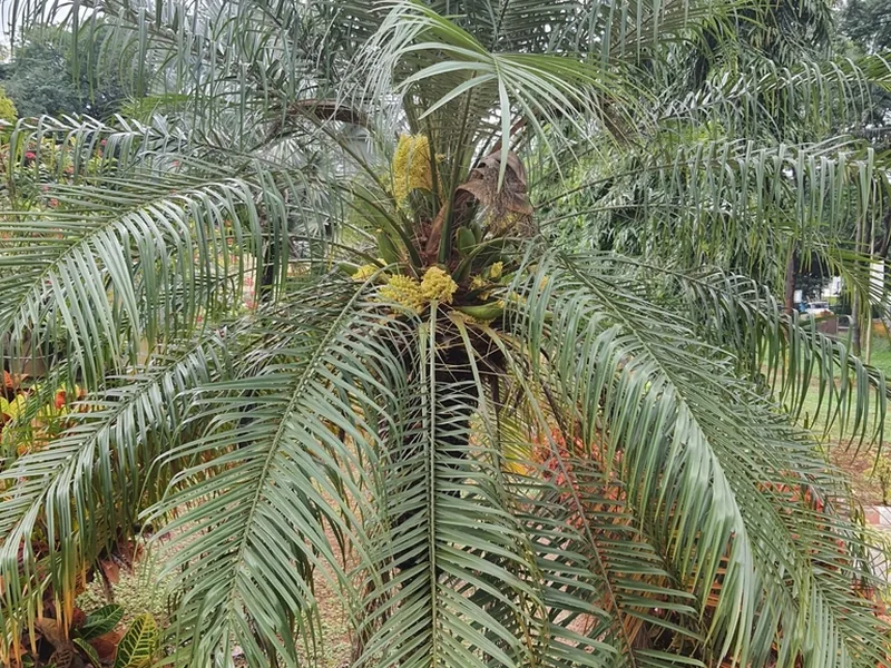Ficha botánica de Palmera datilera pigmea (Phoenix roebelenii)