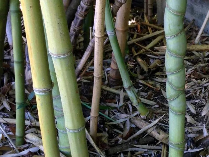 Cultivo y cuidados botánicos de Bambú dorado