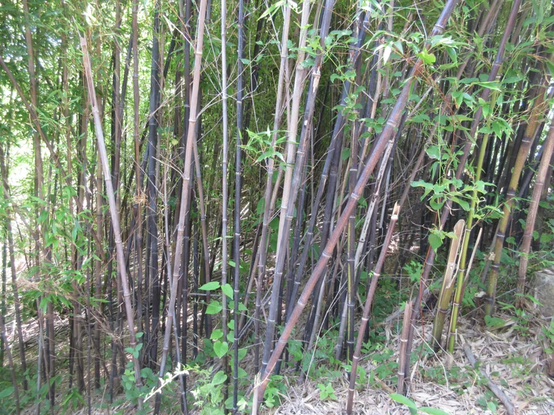 Cultivo y cuidados botánicos de Bambú negro
