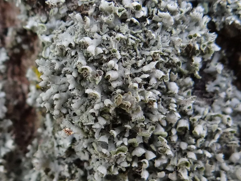 Ficha botánica de Liquen de escudo elevado (Physcia adscendens)