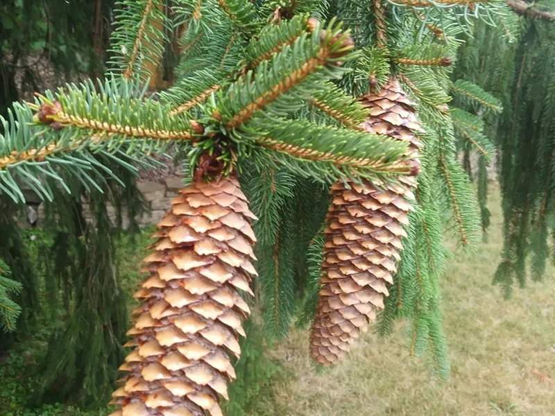 Cultivo y cuidados botánicos de Abeto rojo o Picea de Noruega