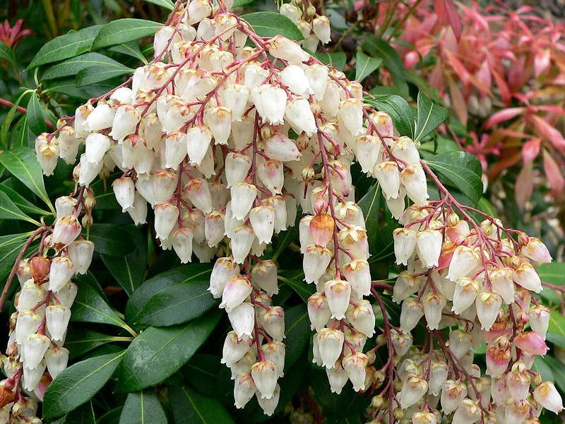 Ficha botánica de Pieris japonica (Pieris japonica)