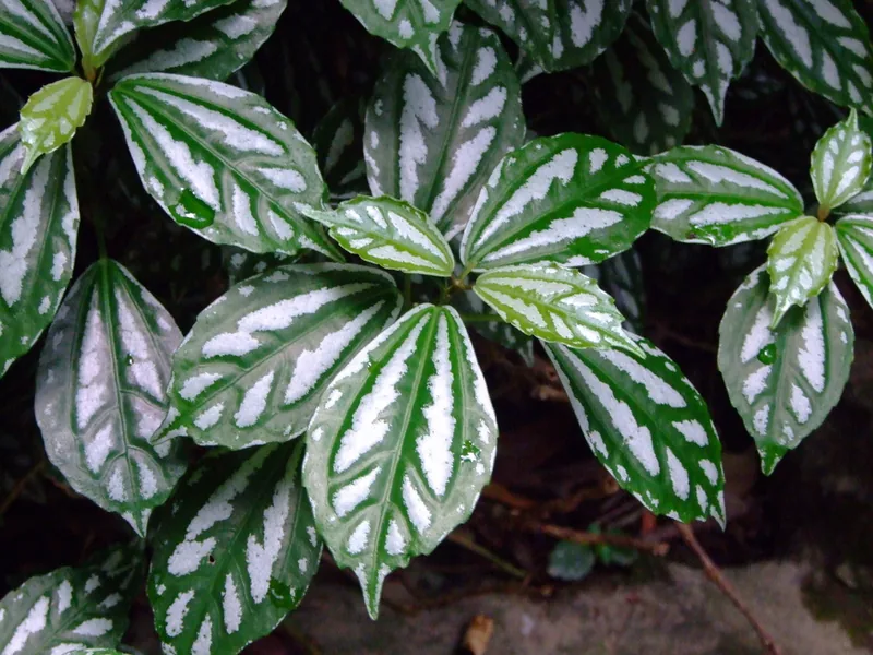 Cultivo y cuidados botánicos de Planta aluminio