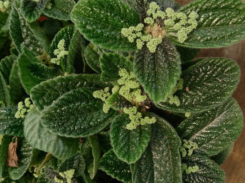 Cultivo y cuidados botánicos de Planta de la amistad