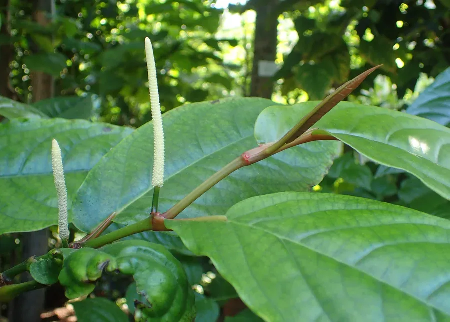 Cultivo y cuidados botánicos de Pimienta larga de Indonesia